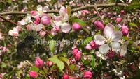 Apfelbaum-Bl&uuml;ten mit Vorjahres-Fruchtmumien IMG_0863