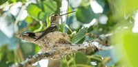 Kolibri Zion-Nationalpark_ KLE2827